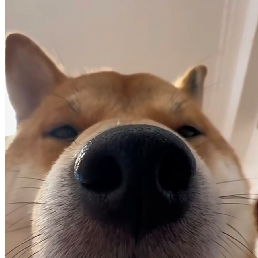 顺顺来了