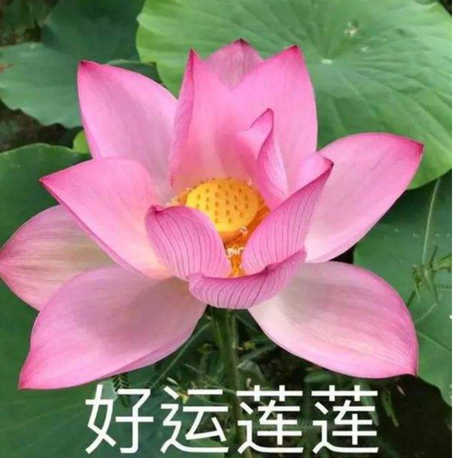 君小陌