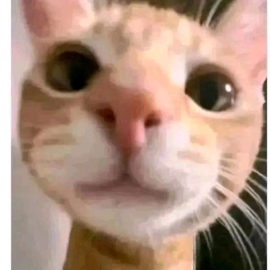 鸢尾