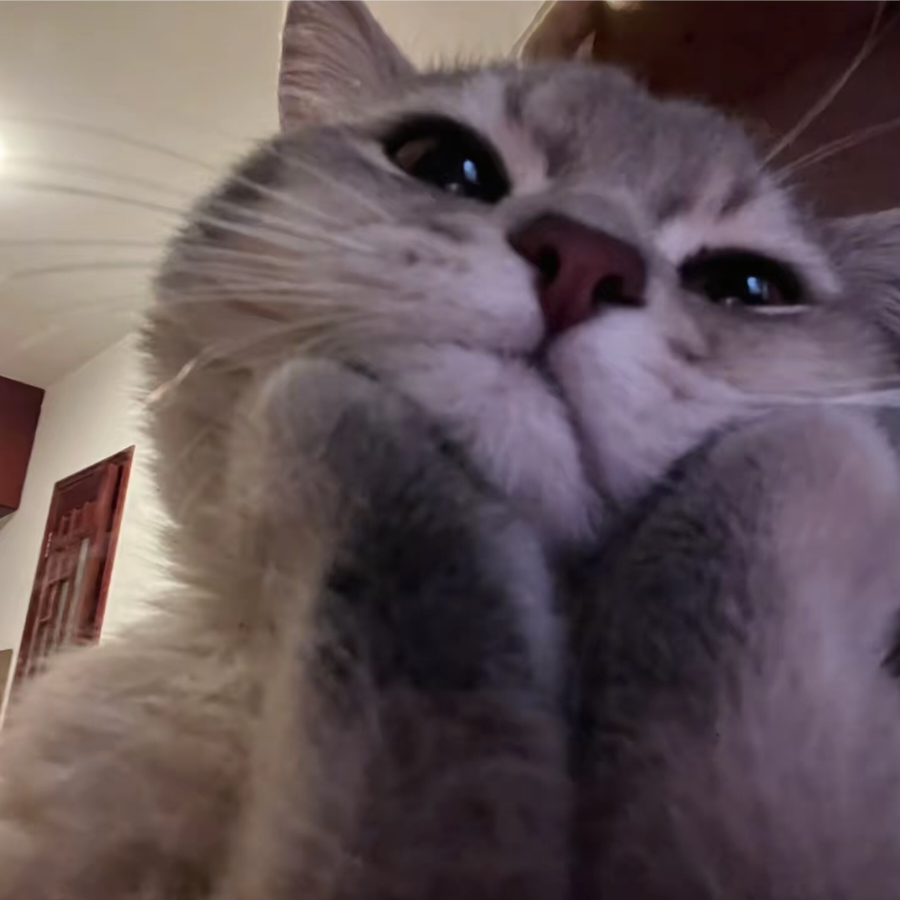 夏炎猫