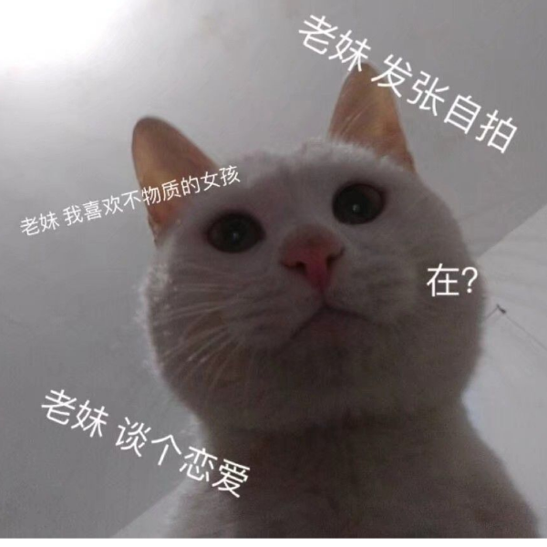 阴阳白猫