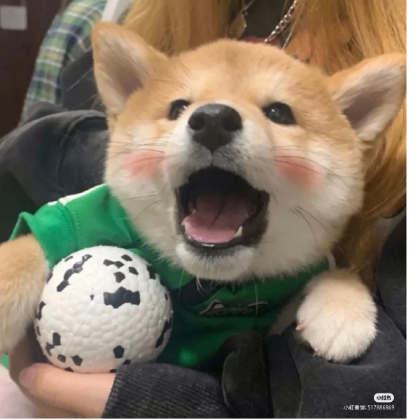 苦瓜