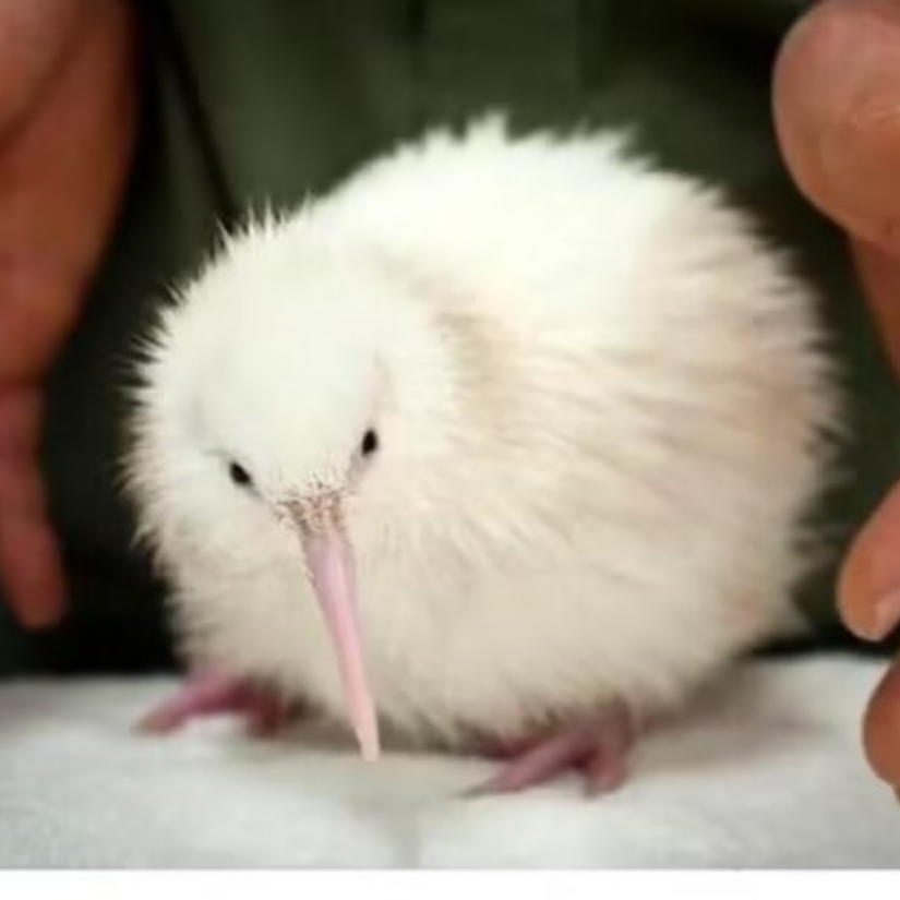 狗吃鸡腿