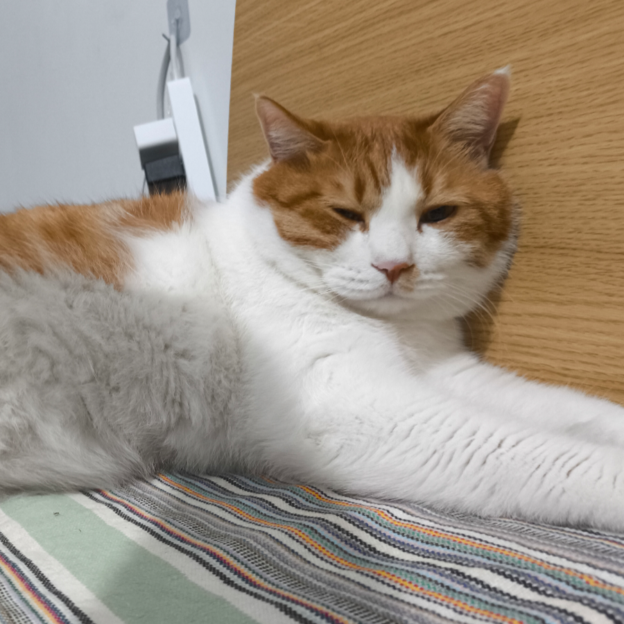 无与伦比的美猫