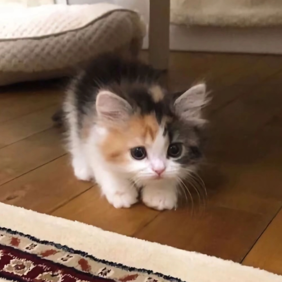 cat