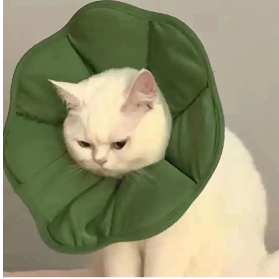 固氮的根瘤菌