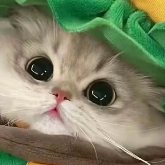 汉堡小猫