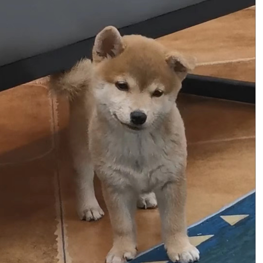 李鹤年