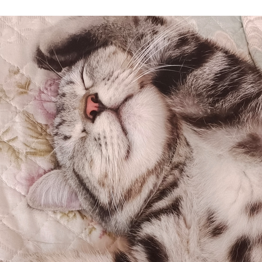 鱼非愚