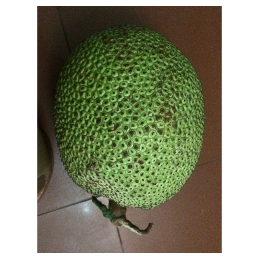 变坏的菠萝