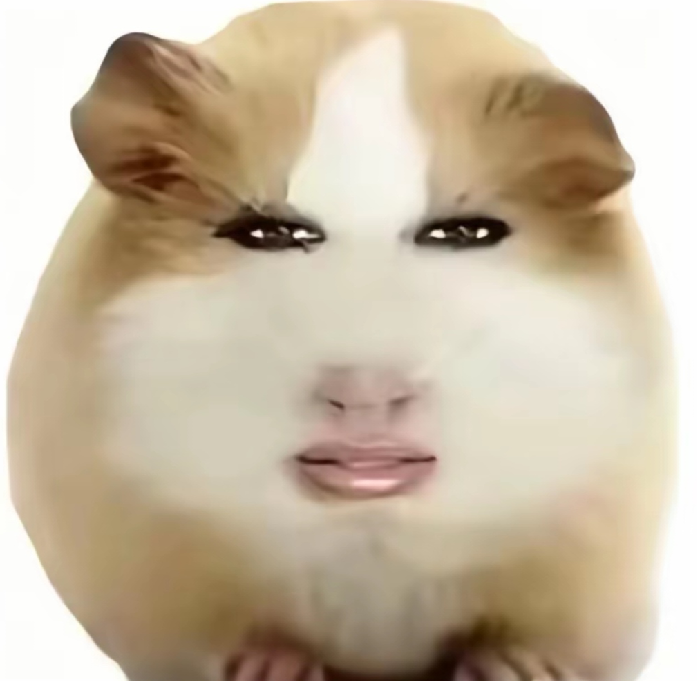 荷兰猪
