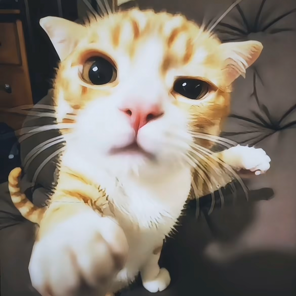 提枫