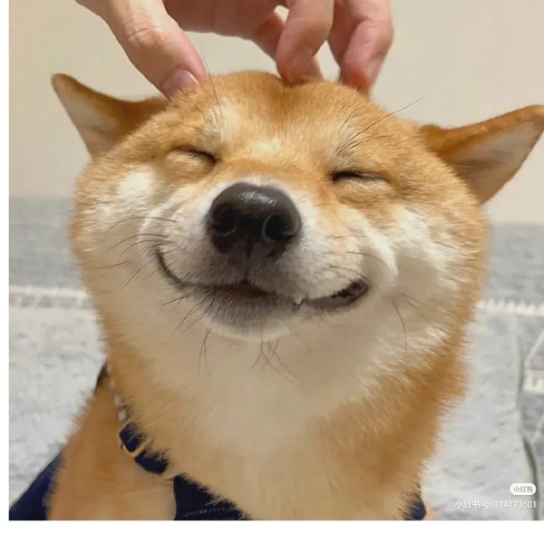 有梦想的汪