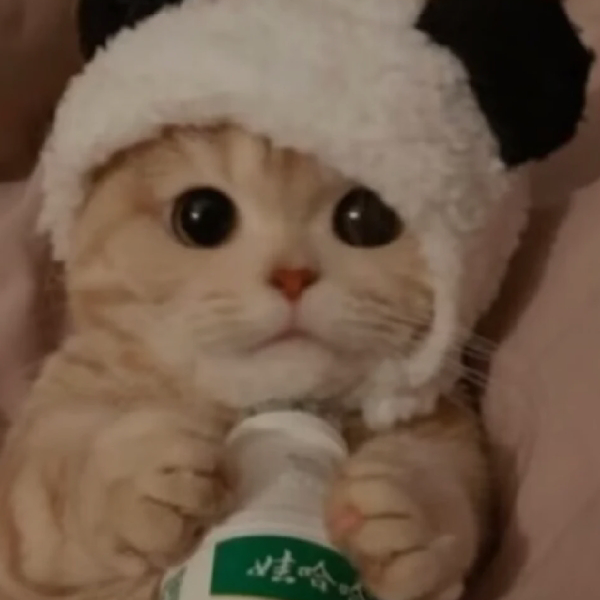 呆猫不呆