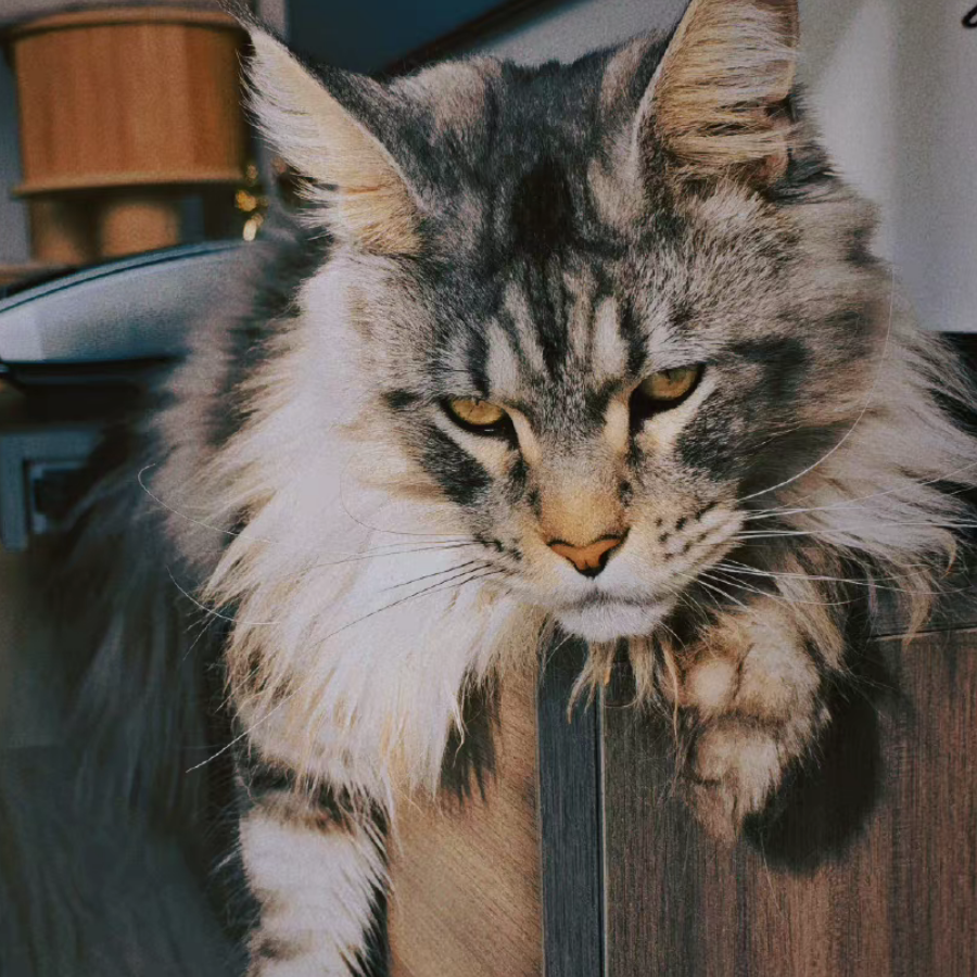 凯撒今天毛毛叫了吗