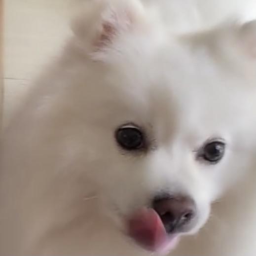 汪崽