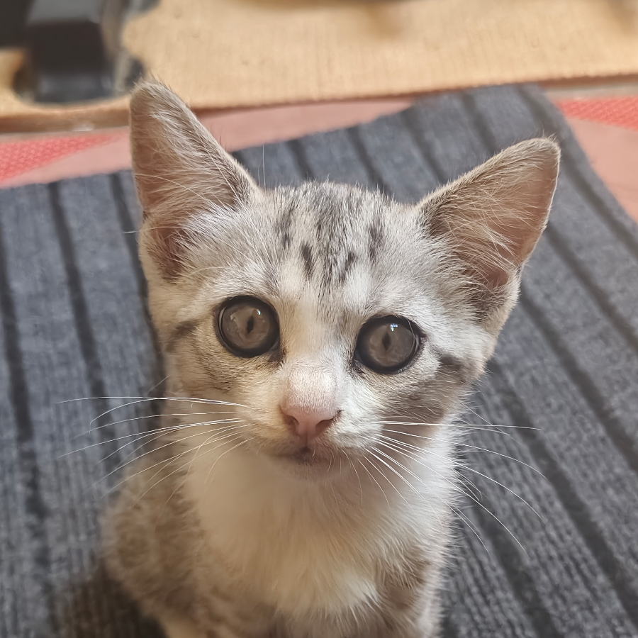 猫儿这个犟哟