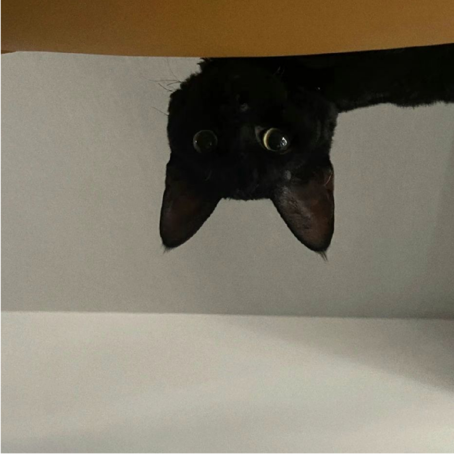 银环