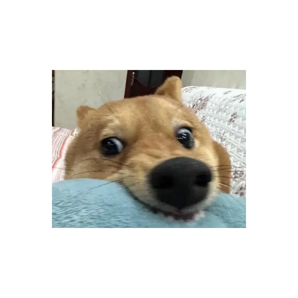 龙之恰恰
