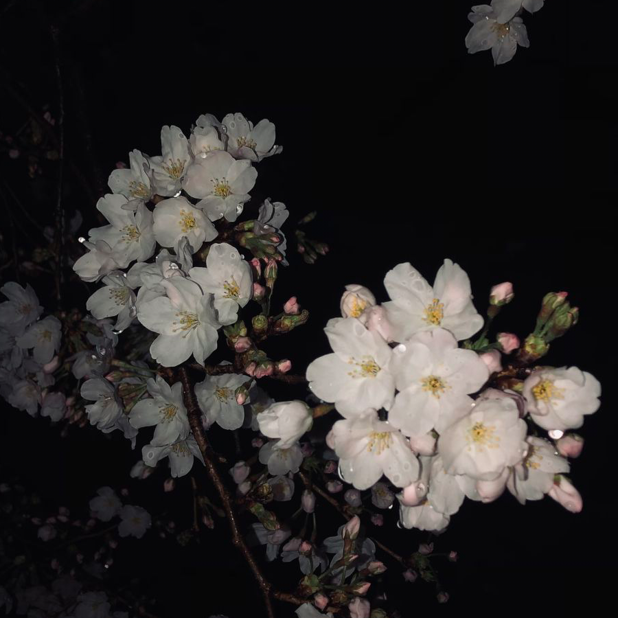 痴心妄想
