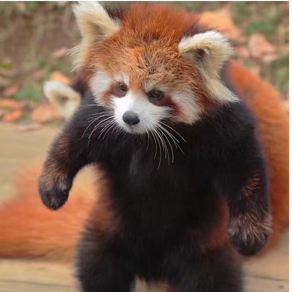 心做し