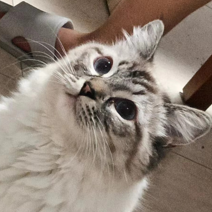 小鹿