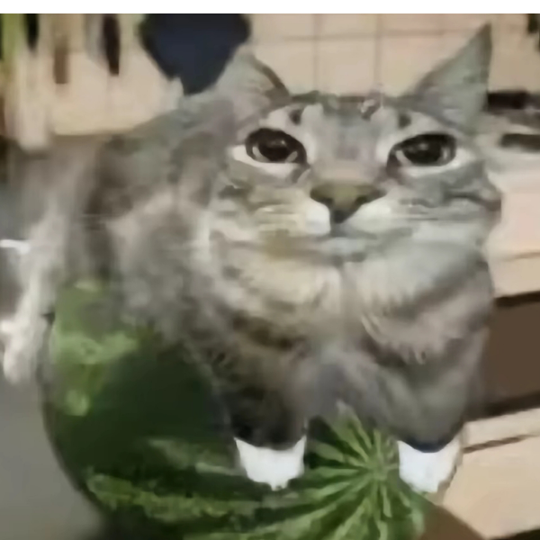 辰.黑色西瓜🍉