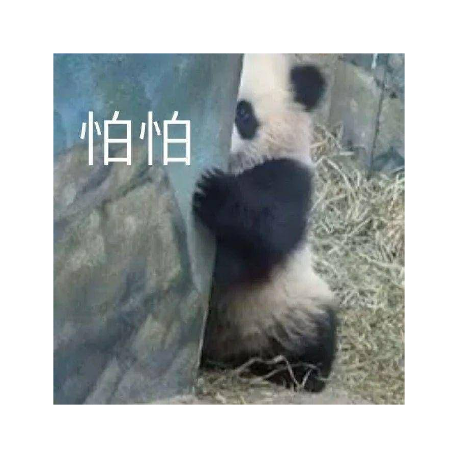愚蠢的地球猪