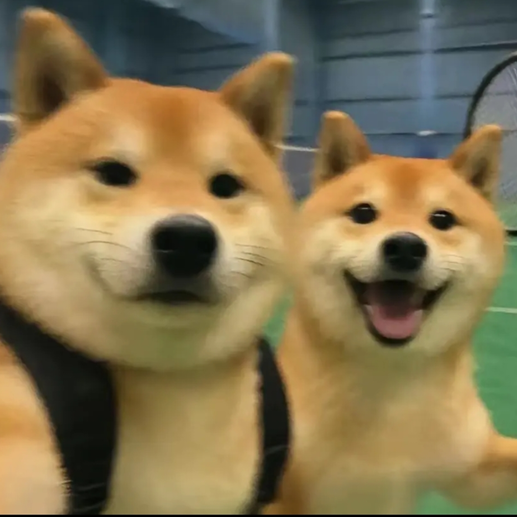 哟呵，还挺不错这游戏