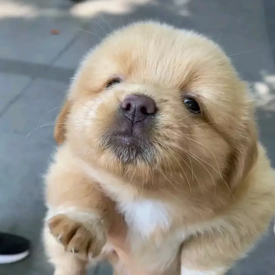 月巴