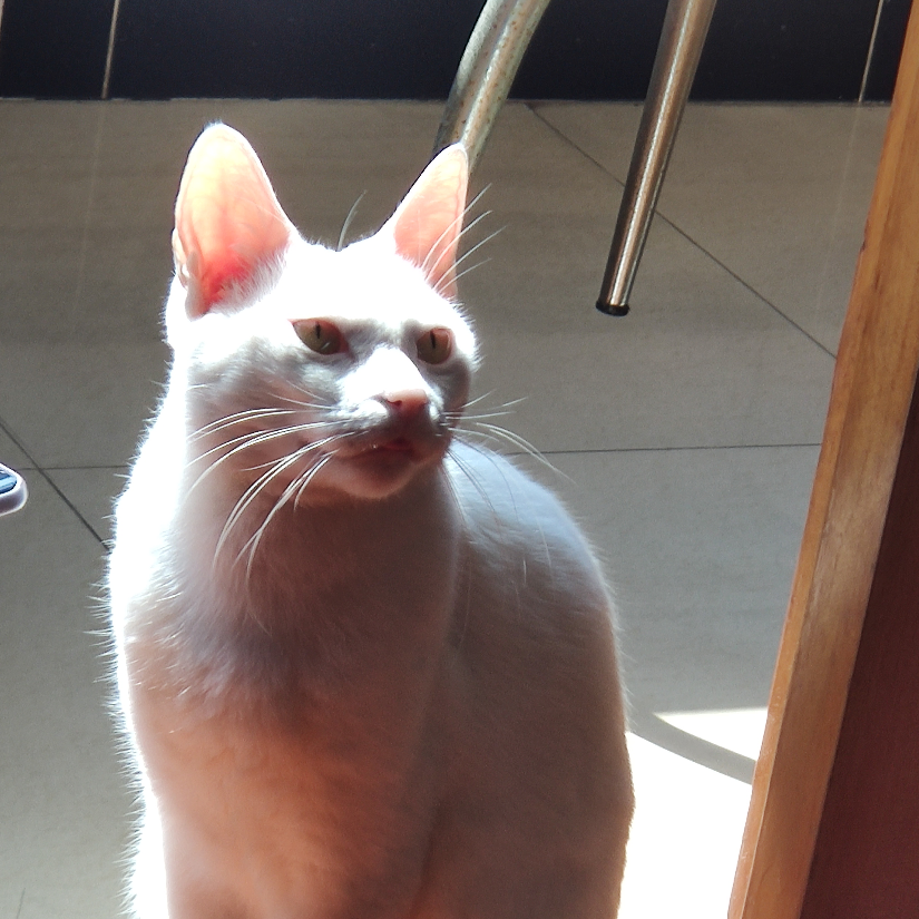 五星出东方利中国