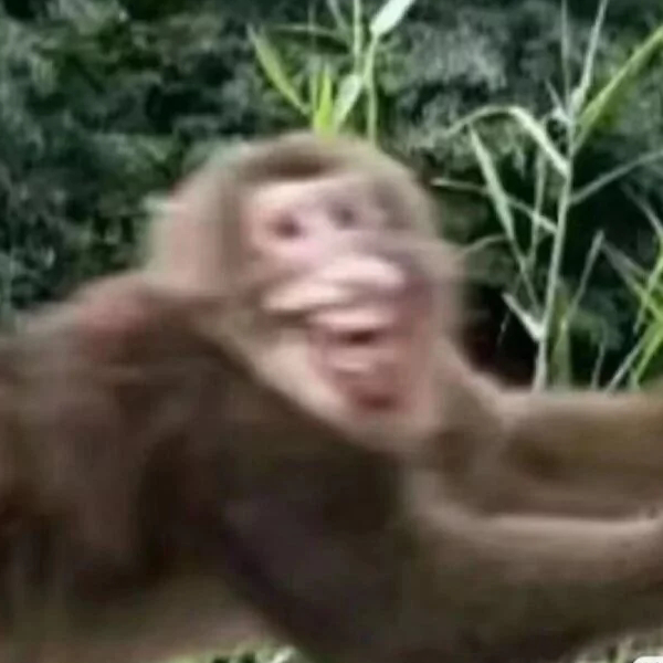 Monkey