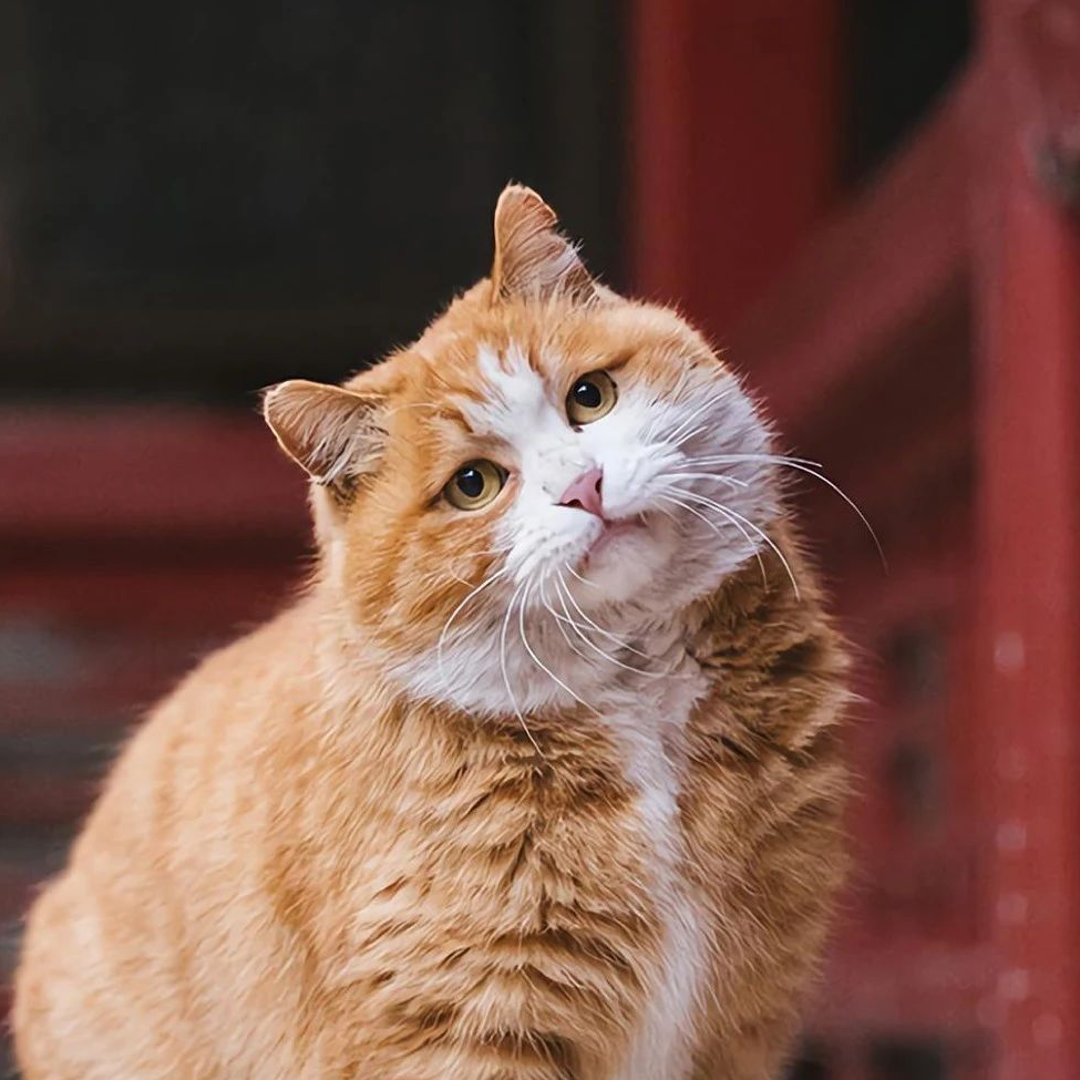牛丶大人