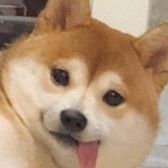 迷路的鸽子