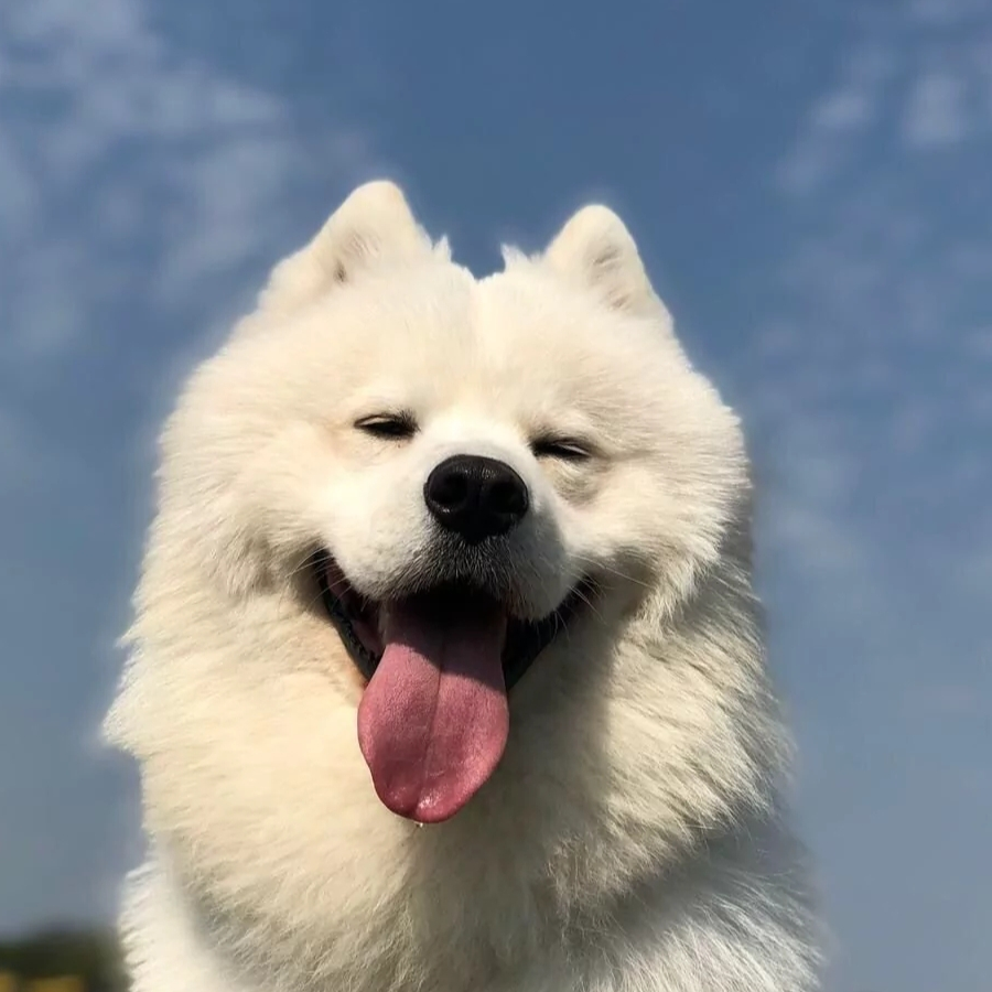 归来仍是少年