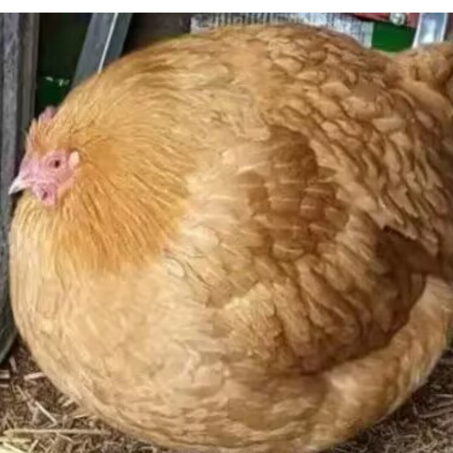 梦仙幻想