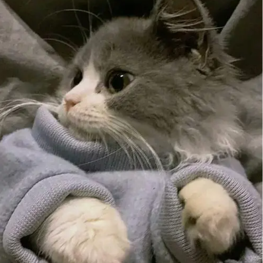 灰灰色的猫