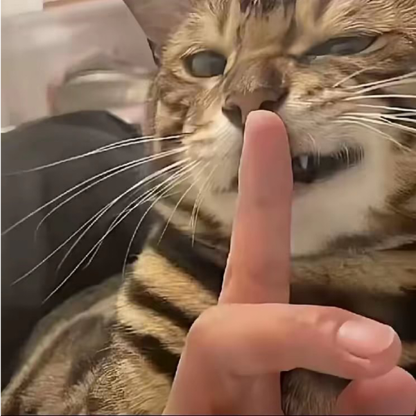白日佟