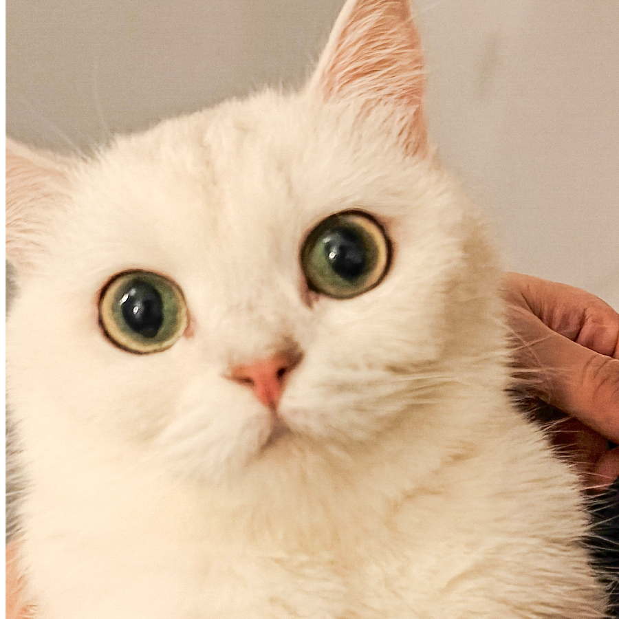 咩了个咩