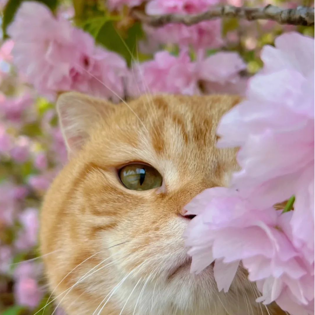 花雨逸