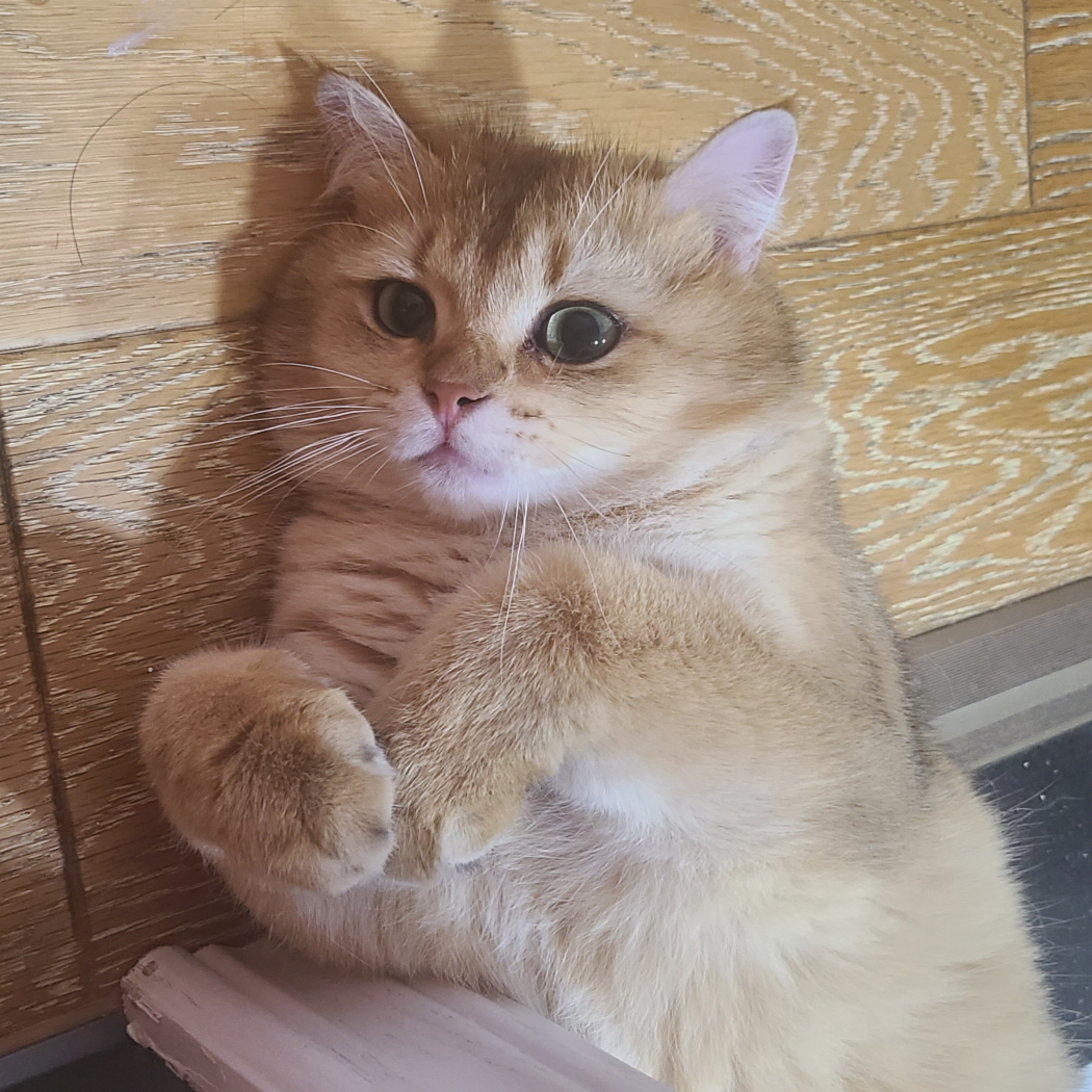 alcepty