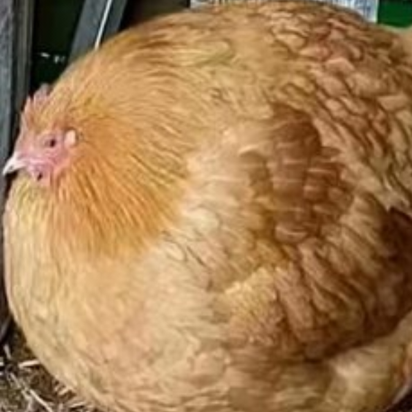 菜园里路过的小鸡