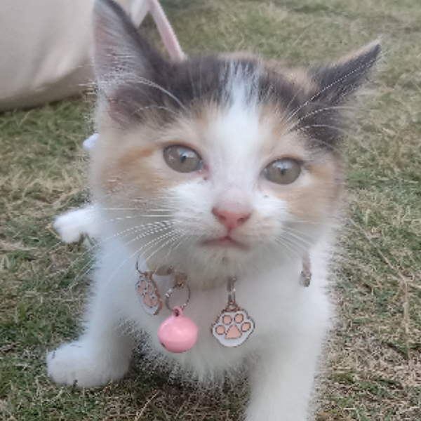 菅原(不怎么上线)