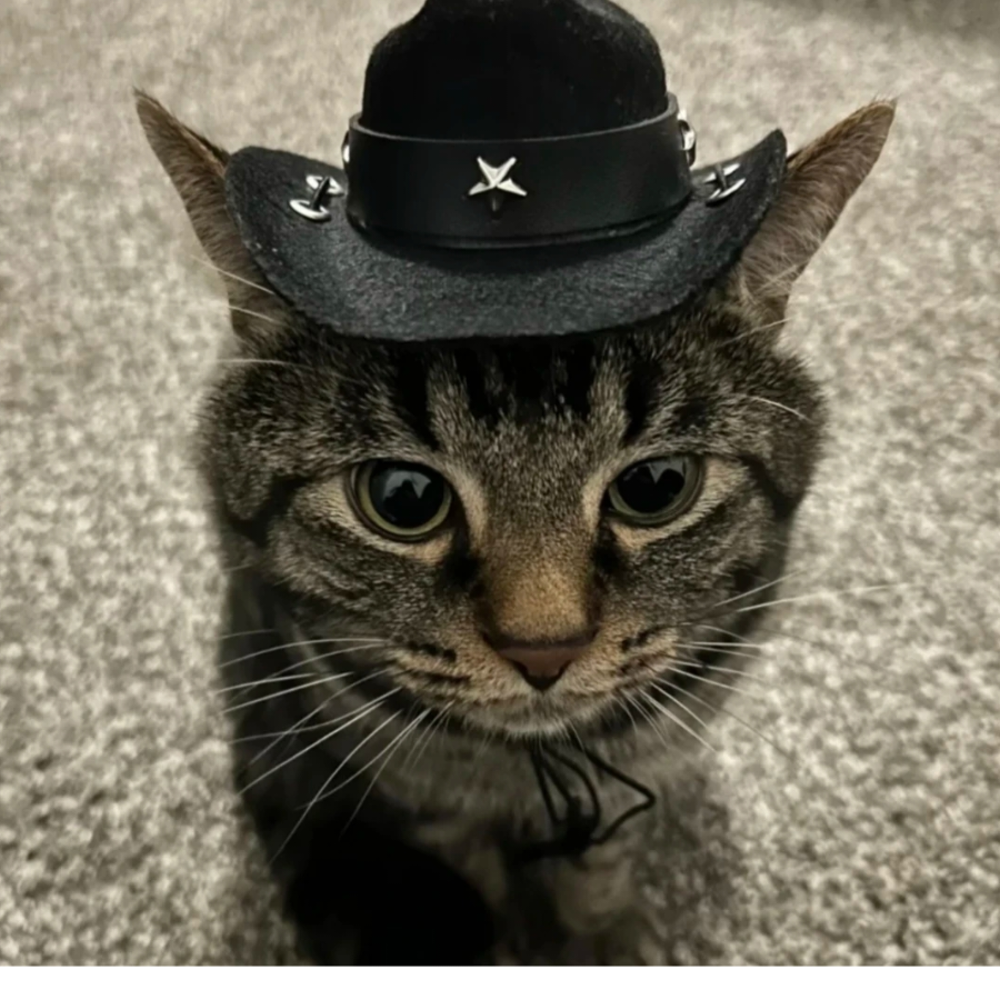 西部猫仔