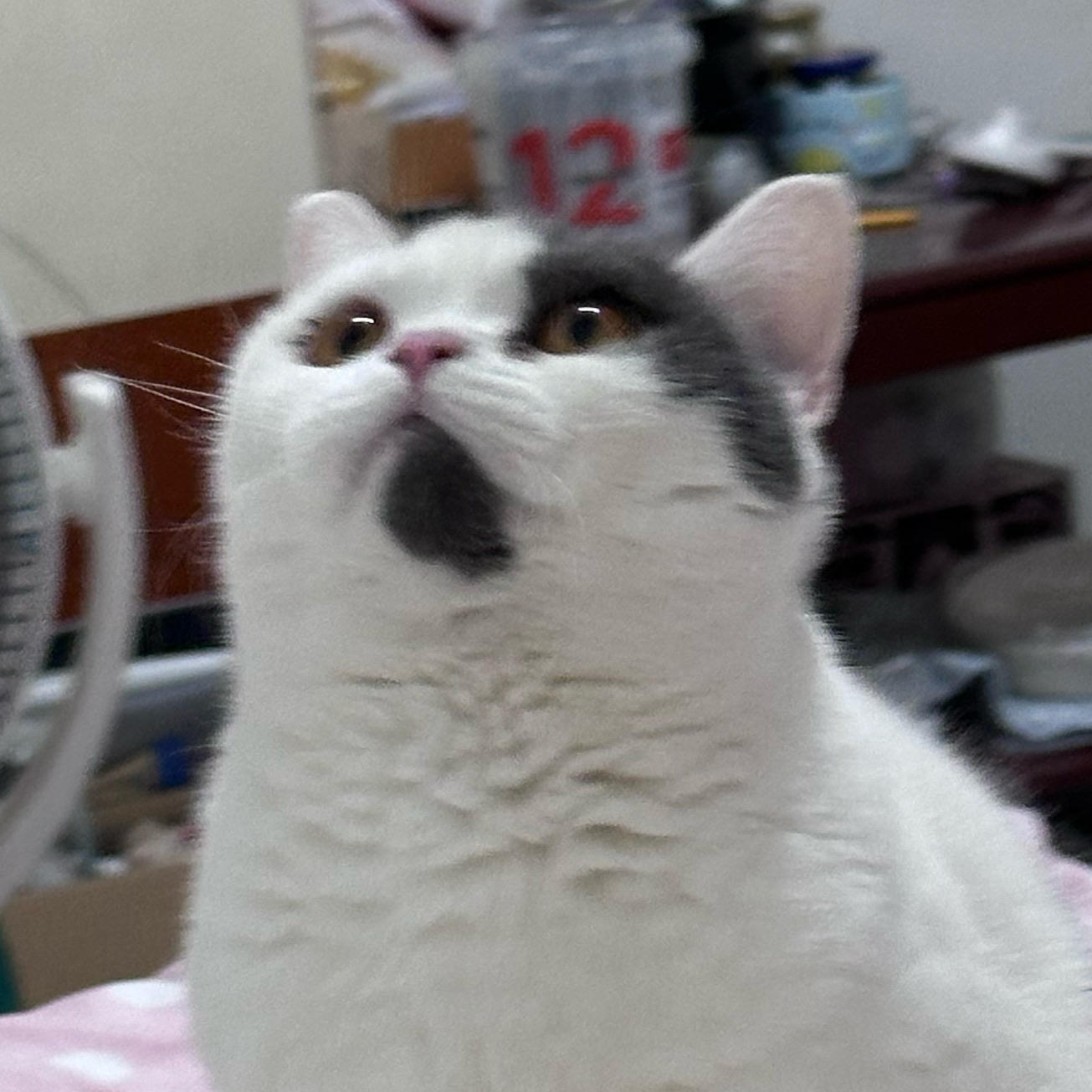 汤圆屁圆