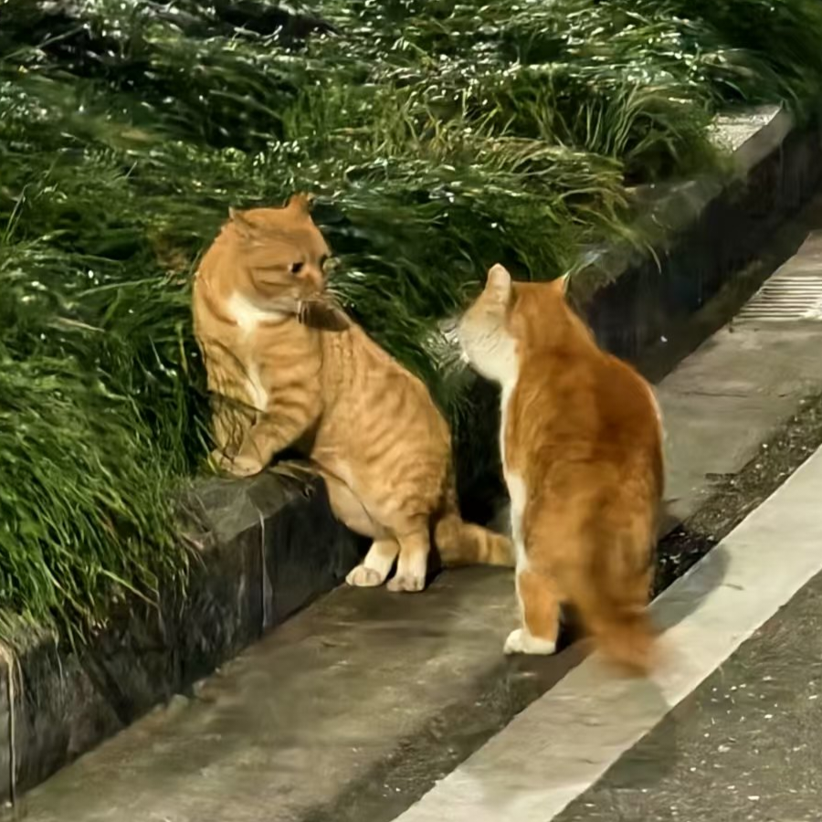 188双子纯情男大