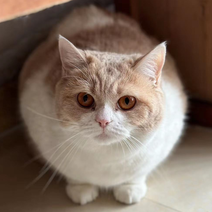 练习后空翻的猫