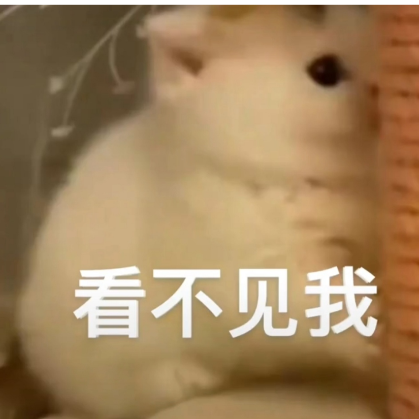 摸鱼的猫