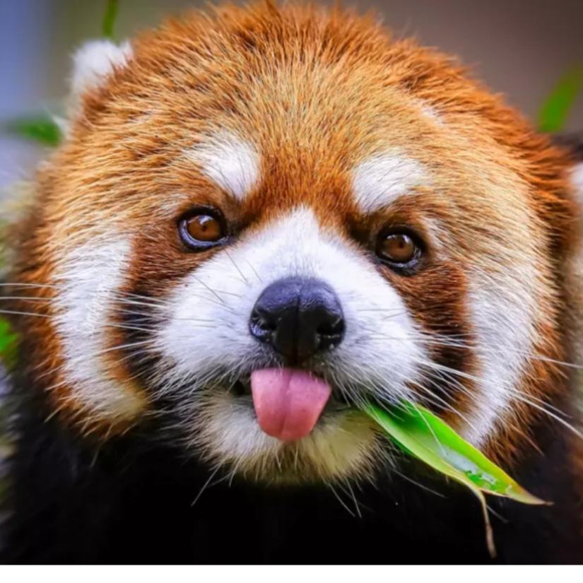 憨憨态