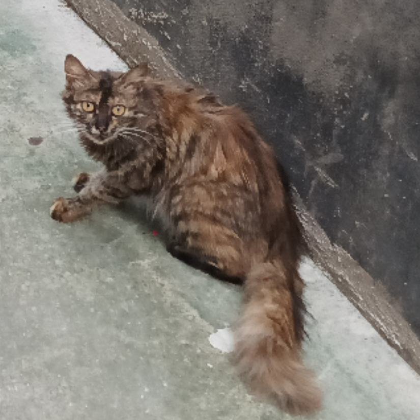 开叉毛猫